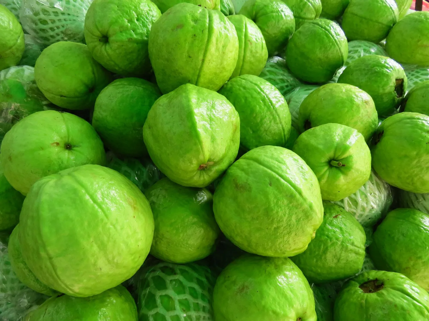 guava 1
