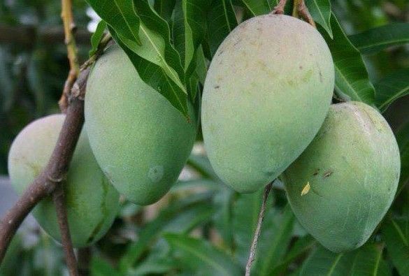 himsagar and purwaaii by bengal online